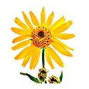 Arnica