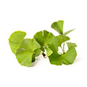 Ginkgo biloba