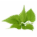 Ortie verte