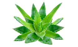 Jus d'Aloe Vera