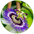 Passiflore