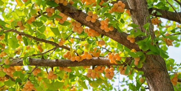 Ginkgo biloba : l’Arbre aux quarante écus