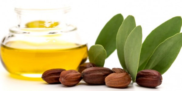 L’huile de jojoba : l’or liquide