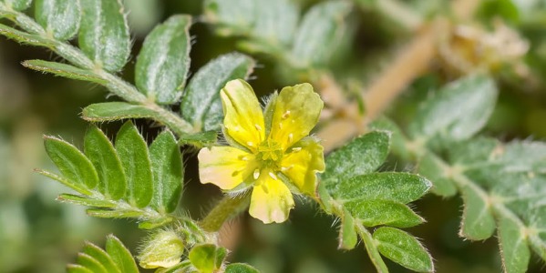 Tribulus terrestris, une plante aux usages multiples