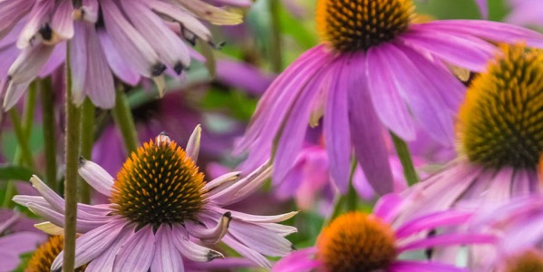 Echinacée : la plante de l'immunité 