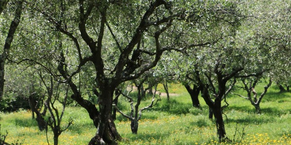 Des plantes pour lutter contre l'hypertension