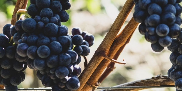 Vigne rouge, marron d'Inde et Ginkgo : le trio circulaire