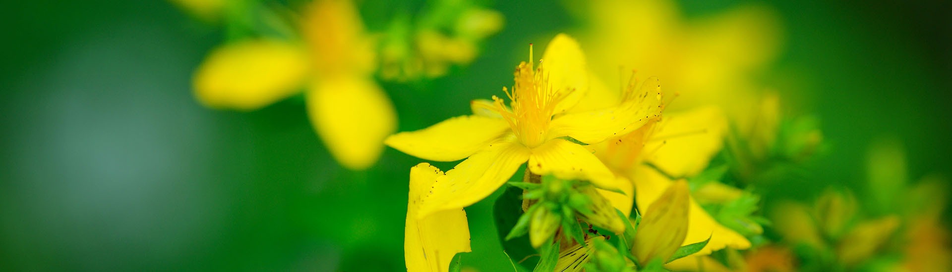 Le tribulus terrestis pour les sportifs
