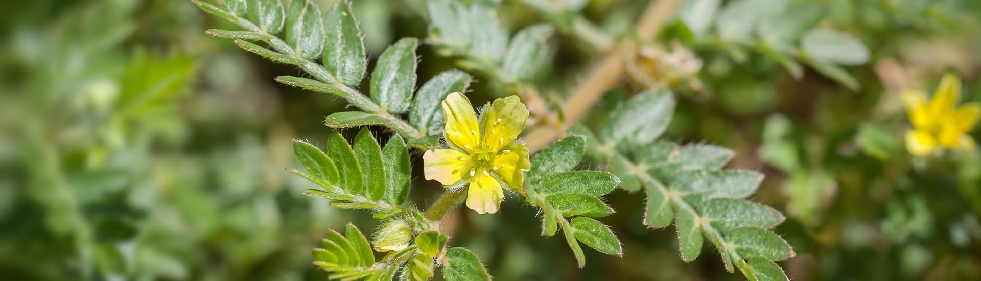 Tribulus terrestris, une plante aux usages multiples
