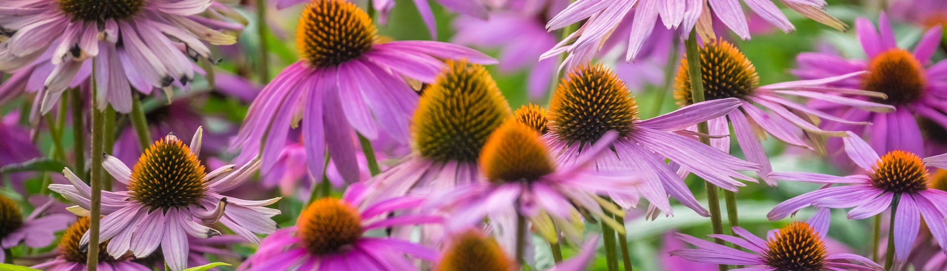 Echinacée : la plante de l'immunité