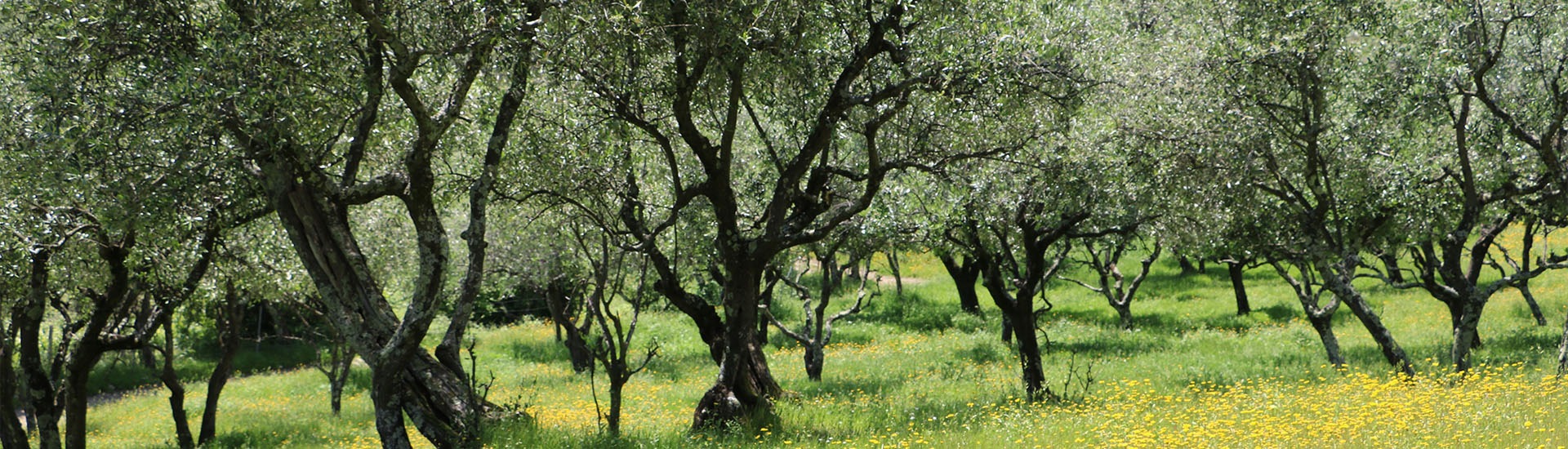 Des plantes pour lutter contre l'hypertension
