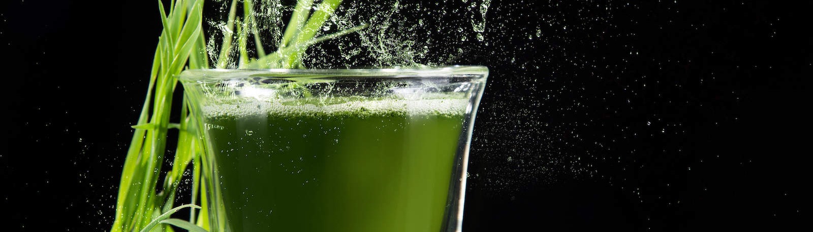La chlorella : une micro-algue extraordinaire